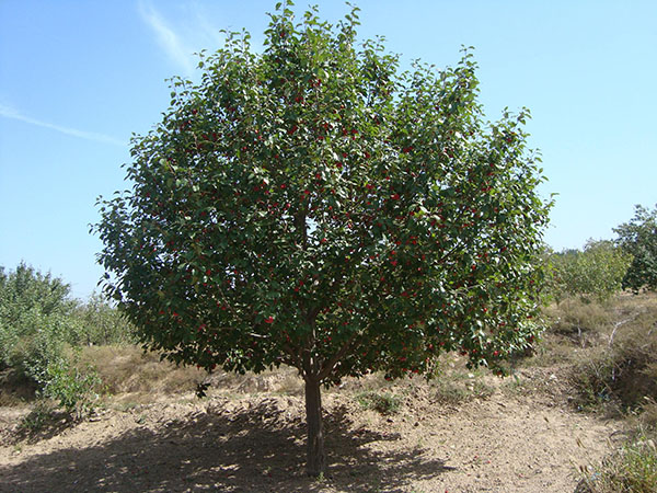 八棱海棠种植技术要点